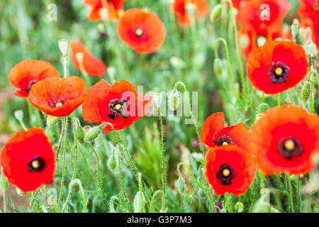 Wilder Mohn wächst in einem Feld Dordogne Frankreich Stockfoto