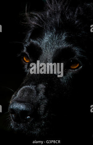 Cocker Spaniel-Porträt Stockfoto