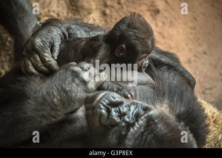 24-j hrige Westlicher Flachlandgorilla stillen seine sechs Wochen alten Baby. Stockfoto