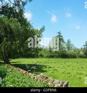 Schafe und Lämmer in einem Feld bergende unter einem Baum an einem heißen Sommertag. Stockfoto