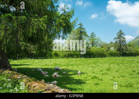 Schafe und Lämmer in einem Feld bergende unter einem Baum an einem heißen Sommertag. Stockfoto