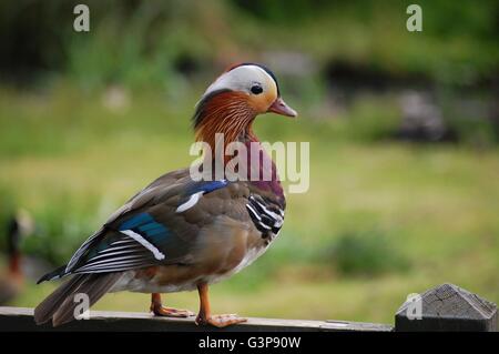 Ein atemberaubend bunte Mandarin Ente auf einem Zaun Stockfoto