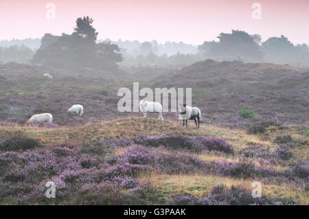 Schafe auf Hügel mit blühenden Heidekraut im Sommer Stockfoto