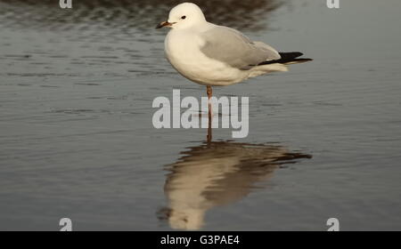 Möwe zu Fuß über dem Boden Stockfoto