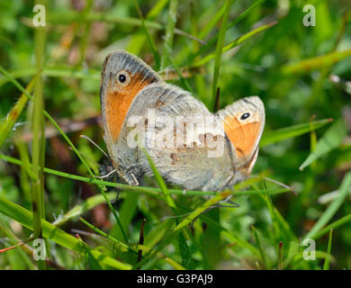 Kleine Heide Schmetterlinge - Coenonympha Pamphilus koppeln Paarung Stockfoto
