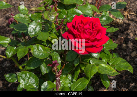 Die Rosa Ingrid Bergman fotografiert in der Rose Garden im Regents Park, London. Stockfoto