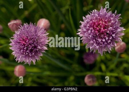 Grüne Minze und lila Blüten der Pflanze Schnittlauch. Kräuter aus dem Garten. Frischer Garten Minze und frischem Schnittlauch. Stockfoto