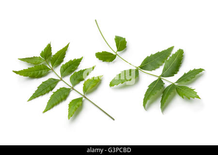 Grün-Neem Zweige und Blätter auf weißem Hintergrund Stockfoto