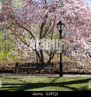 Bank im Central Park und leichte Post umrahmt von großen blühende Magnolie Stockfoto