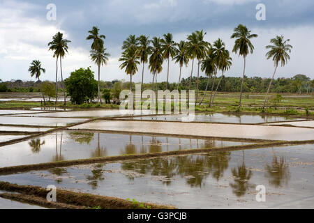 Sri Lanka, Kataragama, Kodigaha Wewa, Kokospalmen, spiegelt sich im Reisfeld Stockfoto
