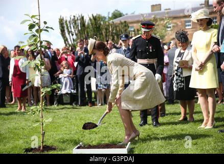 Editoren Hinweis alternative Ernte The Duchess of Cambridge pflanzt einen Baum wie sie den Staatssekretär für Nordirland Theresa Villiers Garden Party im royal Residence in Hillsborough Castle, Co. Down besucht. Stockfoto