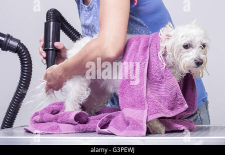 Hund Haare trocken, Friseur Stockfoto