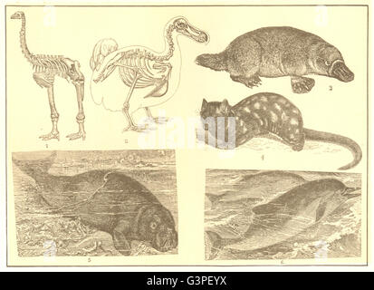 Tiere: Elefanten-Fuß Dinornis Dodo Ente Rechnung Paradoxure Manatee Delphin, 1907 Stockfoto