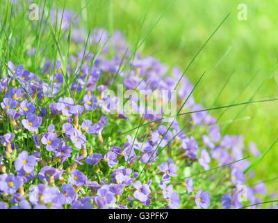 Kleine blaue Feldblumen auf Sonnenlicht Almwiese Hintergrundfoto mit geringen Schärfentiefe Stockfoto