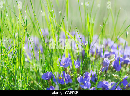 Hinterleuchtete Tropfen Morgentau auf Sommer sonnigen Lichtung mit Rasen und kleine blaue Blumen Stockfoto