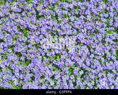 Sonnendurchflutetes blühenden Wiese mit Millionen Aubrieta winzige blaue Sommer Blumen Hintergrund Stockfoto