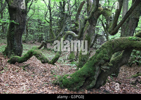 Verzogene Buche Stämme bedeckt mit einer Schicht aus Moos Stockfoto