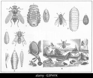 BOT Schlag fliegt: Kühe fliegen; Schaf; Pferd; Musca Vomitoria, antiken print 1907 Stockfoto