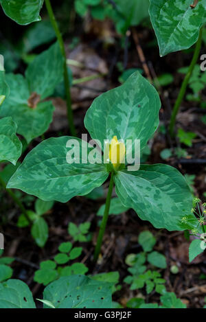 Gelbe Trillium öffnet im Frühjahr in den Smoky Mountains Stockfoto