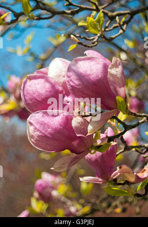 Blühende Untertasse Magnolie (Magnolia Soulangeana 'Rustica Rubra'), Smetanovy Sady, Olomouc, Tschechische Republik, Europa Stockfoto