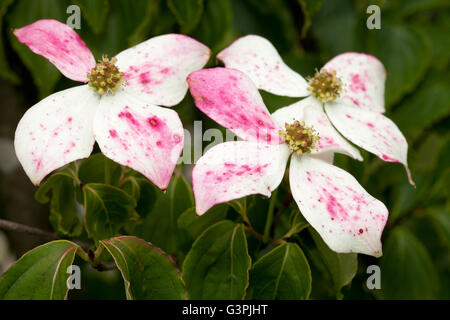 Kousa Hartriegel (Cornus Kousa), Westfalen-Park, Dortmund, Ruhrgebiet, Nordrhein-Westfalen Stockfoto