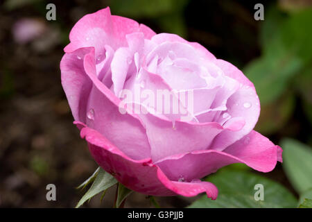 Hybride Terose, Blue River (Rosa), Westfalen-Park, Dortmund, Ruhrgebiet, Nordrhein-Westfalen Stockfoto