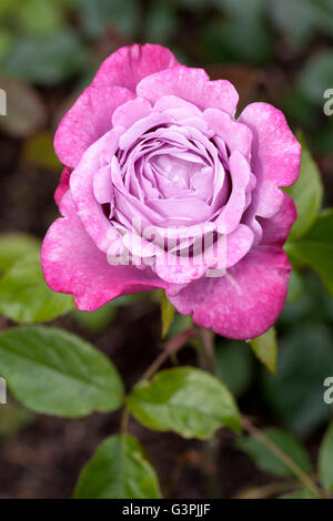 Hybride Terose, Blue River (Rosa), Westfalen-Park, Dortmund, Ruhrgebiet, Nordrhein-Westfalen Stockfoto