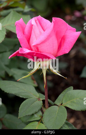 Hybride Terose, Primaballerina (Rosa), Westfalen-Park, Dortmund, Ruhrgebiet, Nordrhein-Westfalen Stockfoto