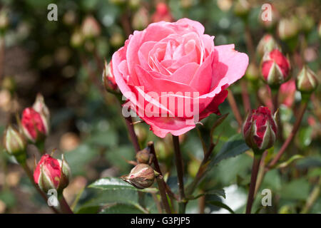 Edelrosen, rose (Rosa), "Bella Rosa", Westfalenpark, Dortmund, Nordrhein-Westfalen Stockfoto