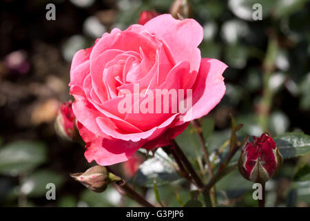 Edelrosen, rose (Rosa), "Bella Rosa", Westfalenpark, Dortmund, Nordrhein-Westfalen Stockfoto