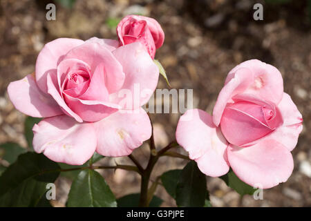 Edelrosen, rose (Rosa), "St. Helena", Westfalenpark, Dortmund, Nordrhein-Westfalen Stockfoto