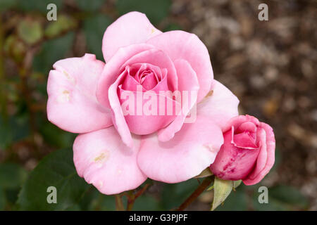 Edelrosen, rose (Rosa), "St. Helena", Westfalenpark, Dortmund, Nordrhein-Westfalen Stockfoto