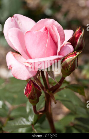 Edelrosen, rose (Rosa), "St. Helena", Westfalenpark, Dortmund, Nordrhein-Westfalen Stockfoto