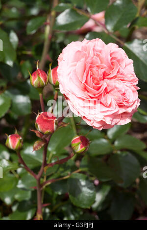 Edelrosen, rose (Rosa), 'Coral Palace', Westfalenpark, Dortmund, Nordrhein-Westfalen Stockfoto