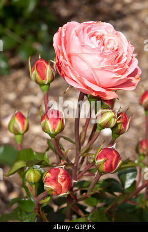 Edelrosen, rose (Rosa), 'Coral Palace', Westfalenpark, Dortmund, Nordrhein-Westfalen Stockfoto