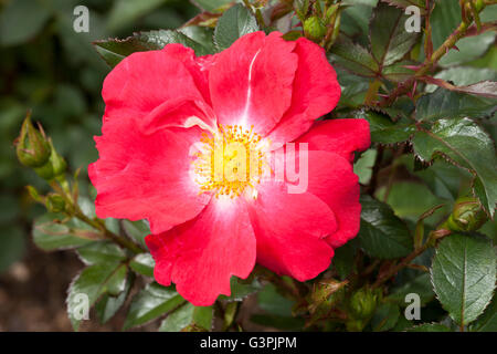 Edelrosen, rose (Rosa), "Rosa Hedge", Westfalenpark, Dortmund, Nordrhein-Westfalen Stockfoto