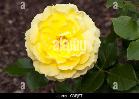 Rose (Rosa), 'China Girl', Westfalenpark, Dortmund, Nordrhein-Westfalen Stockfoto