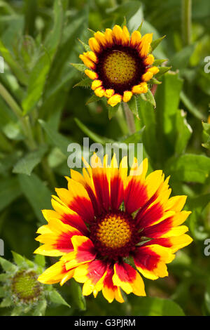 Gaillardia oder Decke Blume (Gaillardia X grandiflora), Botanischer Garten, Bochum, Nordrhein-Westfalen Stockfoto