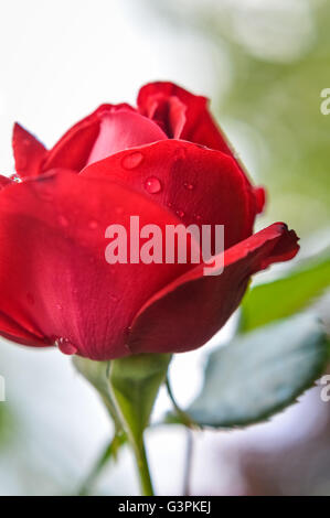 rote rose Profil Flowerhead mit Regentropfen Stockfoto