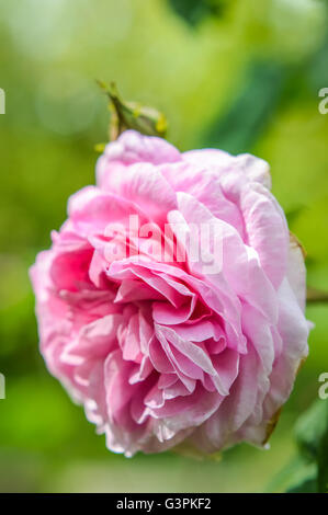 schöne rosa rose Flowerhead hautnah Stockfoto