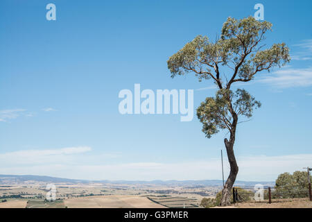 Baum auf einem Hügel am Mount Panorama, Motor Racing Circuit Bathurst, New-South.Wales, Australien Stockfoto