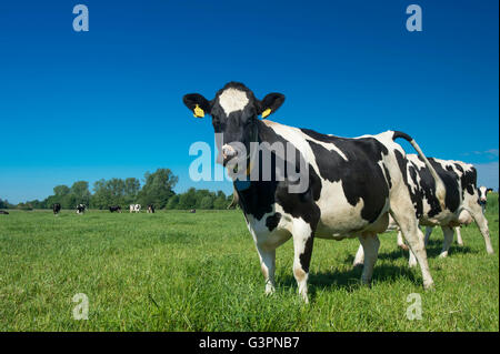 Schwarz geherzt Rinder auf grünen Weiden, Landkreis Cloppenburg, Oldenburger Münsterland, Niedersachsen, Deutschland Stockfoto