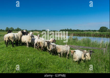 Schafherde am Deich der Fluss Jümme, Landkreis Cloppenburg, Oldenburger Münsterland, Niedersachsen, Deutschland Stockfoto