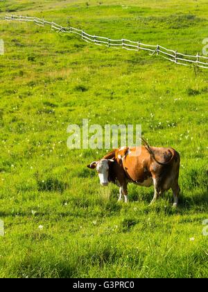 Braune Kuh Blick in Kamera auf Wiese mit grünen Rasen. Holzzaun im Hintergrund. Raum in Oberseite. Vertikale Foto. Stockfoto