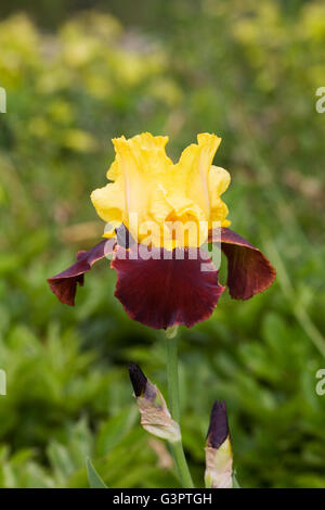 Iris 'Andalou"wächst in einem englischen Garten. Stockfoto