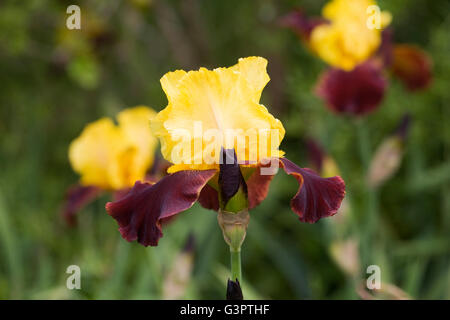 Iris 'Andalou"wächst in einem englischen Garten. Stockfoto