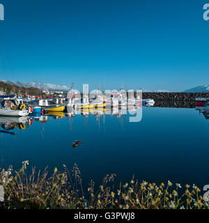 Akureyri Hafen, Eyjafjordur, Akureyri, Island Stockfoto