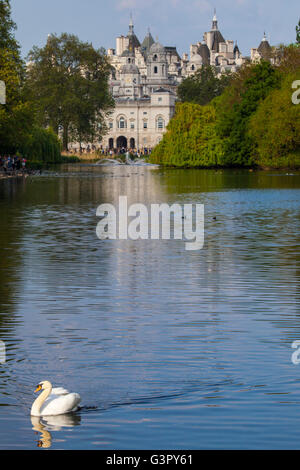 Ein Schwan auf dem See im St. James Park mit der Horse Guards Gebäude in London. Stockfoto