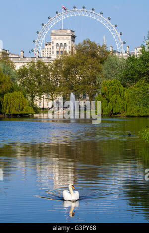 Ein Schwan schwimmt auf dem See im St. James Park mit Blick auf das London Eye im Hintergrund. Stockfoto