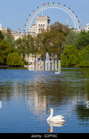 Ein Schwan schwimmt auf dem See im St. James Park mit Blick auf das London Eye im Hintergrund. Stockfoto